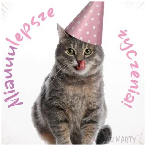 dekoracja na urodziny milosnika kotow balon foliowy miauuulepsze zyczenia prezent 18 rnd