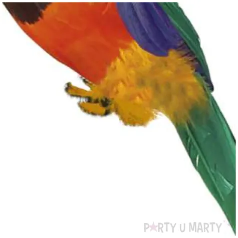 dekoracja piracka papuga na ramie widmann