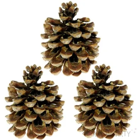 dekoracja szyszki pinus pinea aliga 3 szt