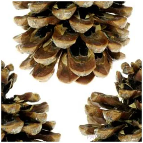 dekoracja szyszki pinus pinea aliga 3 szt