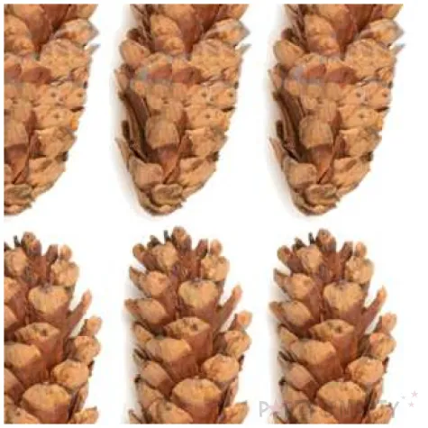 dekoracja szyszki sosna wejmutka aliga 6 szt