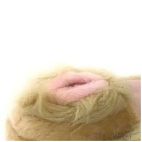 kapcie owlosione cipki bezowe rozm uniwer kemis