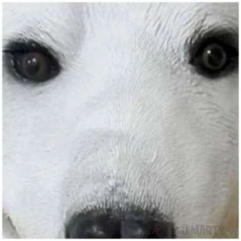 maska mis polarny lateksowa gadgetmaster