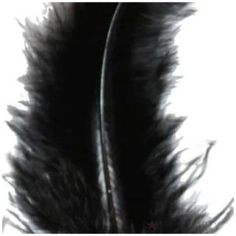 piorka dekoracyjne classic geste czarne titanum 20 szt