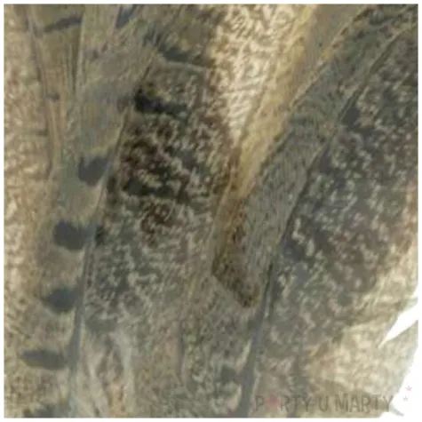 piorka dekoracyjne classic szaro brazowe aliga 10 15 cm 8 szt