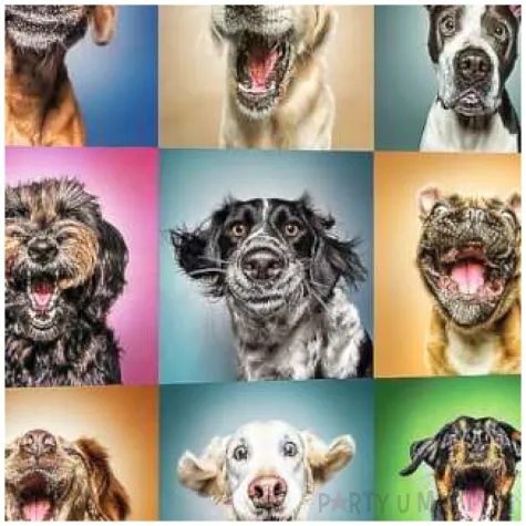 puzzle zabawne psie portrety trefl 1000 elementow