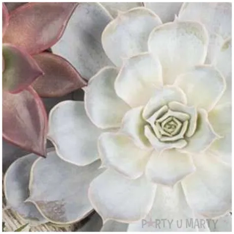 serwetki biale sukulenty maki 33 cm 20 szt