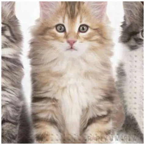 serwetki kotki trzy maki 33 cm 20 szt