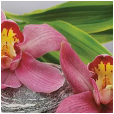 serwetki orchidea na kamieniu maki 33 cm 20 szt