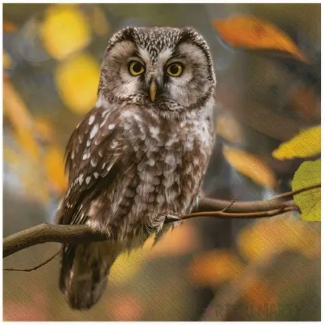 serwetki sowa jak zywa maki 33 cm 20 szt