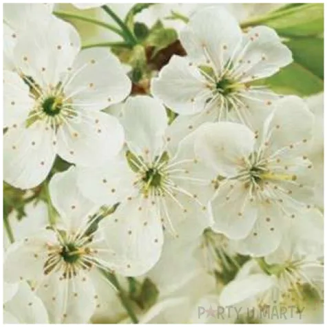 serwetki wielkanoc kwiaty wisni maki 33 cm 20 szt