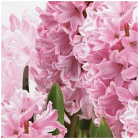 serwetki wielkanoc rozowe hiacynty maki 33 cm 20 szt