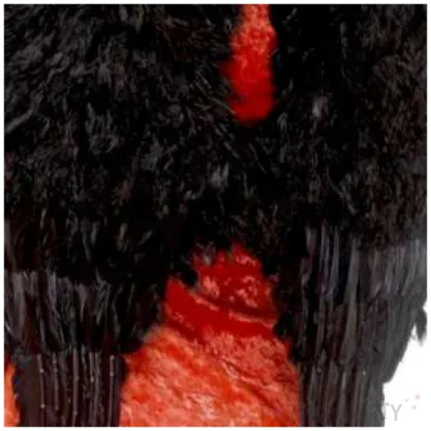 skrzydla aniol ciemnosci czarne smiffys 50 x 60 cm