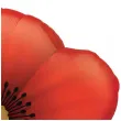 balon foliowy mak kwiatek czerwony qualatex 31 shp