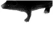 dekoracja gryzon mysz czarna 9 cm