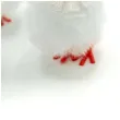 dekoracja kurczaki biale 4 cm aliga 3 szt