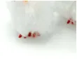 dekoracja kurczaki biale 5 cm aliga 3 szt