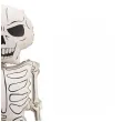 dekoracja na halloweem duzy balon foliowy kosciotrup xxl kremowy 61 shp