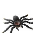 dekoracja pajaki czarny amscan 5x4 cm 36 szt