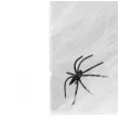 dekoracja pajeczyna z pajakiem arpex 20 g