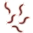 dekoracja skolopendry brazowe 100x30 mm 5 szt