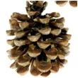 dekoracja szyszki pinus pinea aliga 3 szt