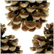 dekoracja szyszki pinus pinea aliga 3 szt