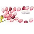kartka okolicznosciowa urodziny zaba i balony henry 15 x 15 cm