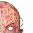 maska papierowa halloween freddy z koszmaru rozm uniwersalny