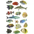 naklejki ryby kolorowe mix titanum 18 szt