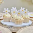 pikery stokrotka ginger ray 9 cm 12 szt