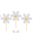 pikery stokrotka ginger ray 9 cm 12 szt