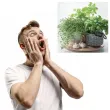 serwetki aromat ziol paw 33 cm 20 szt