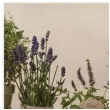 serwetki aromatyczne ziola maki 33 cm 20 szt