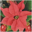 serwetki czerwona poinsencja maki 33 cm 20 szt