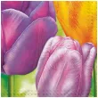serwetki kwiaty 3 tulipany maki 33 cm 20 szt