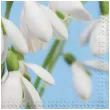 serwetki kwiaty przebisniegi maki 33 cm 20 szt