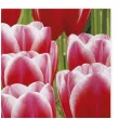 serwetki tulipany czerwone maki 33 cm 20 szt