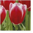 serwetki tulipany czerwone maki 33 cm 20 szt