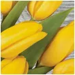 serwetki wielkanoc tulipany na drewnie maki 33 cm 20 szt