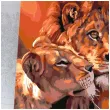 zestaw kreatywny do malowania po numerach lew i lwica obraz diy 40 x 50 cm